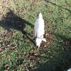 20241006-LM-Noestach-Arrowhead-053