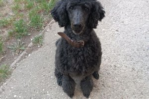 8.5.2026 Grillabend